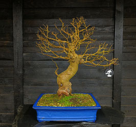 maulbeere - art.#l55