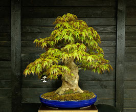 Japanischer Fächerahorn - art.#L15
