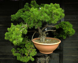 Waldkiefer - art.#Y17