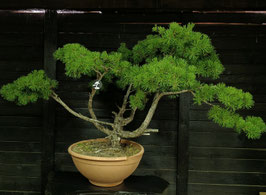 Waldkiefer - art.#Y86