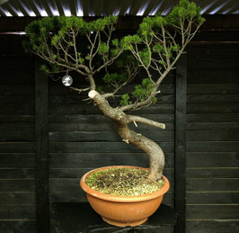 Bergkiefer - art.#Y94