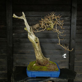 zerreiche - art.#L25