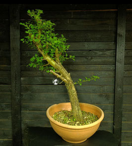 Weissdorn - art.#YL9