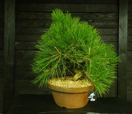 Japanische Schwarzkiefer - art.#P15