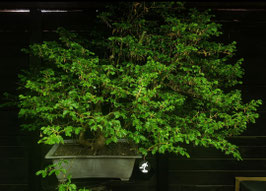 Rotbuche - art.#YL15