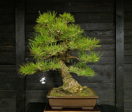 Japanische Schwarzkiefer - art.#N12