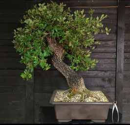 Portugiesische Eiche - art.#YL4