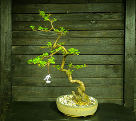 Japanische Zierquitte - art.#L9
