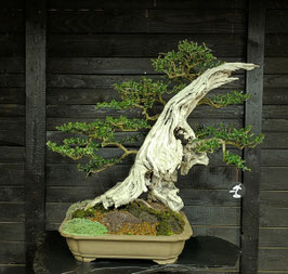 Wildolive - art.#L98