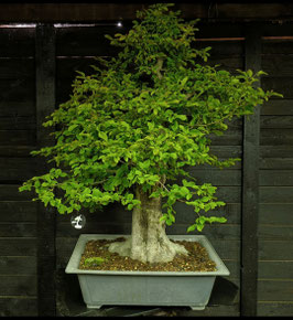 Hainbuche - art.#YL6