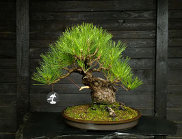 Japanische Schwarzkiefer - art.#N40