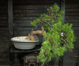 Waldkiefer - art.#Y30