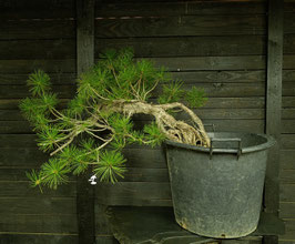 Europäische Schwarzkiefer - art.#Y108