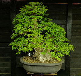 Koreanische Hainbuche - art.#L28
