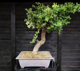 Portugiesische Eiche - art.#YL3