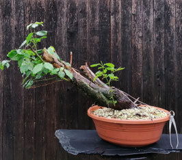 Hartriegel - art.#YL12