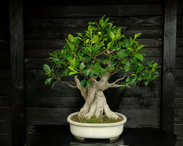 chinesischer feigenbaum - art.#I8