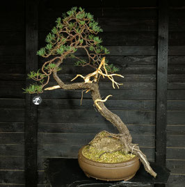 Waldkiefer - art.#N11