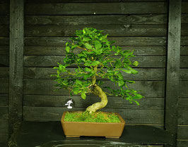 Spindelstrauch - art.#L94