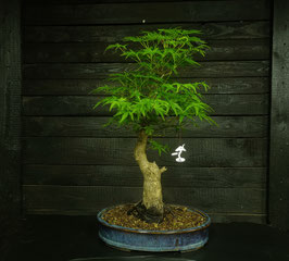 Japanischer Ahorn - art.#L69