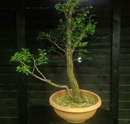 Weissdorn - art.#YL7