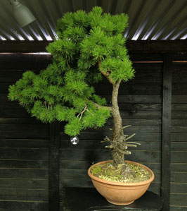 Waldkiefer - art.#Y91