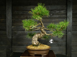 Japanische Schwarzkiefer - art.#N50