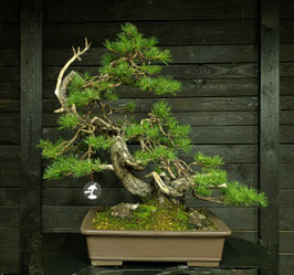 Waldkiefer - art.#N7