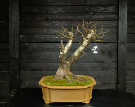 Felsenkirsche - art.#L20