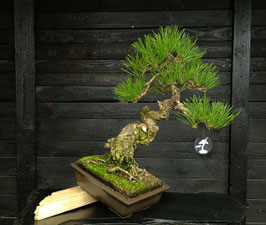 Japanische Schwarzkiefer - art.#N22