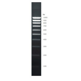 DNA Ladder (100-1000 bp)