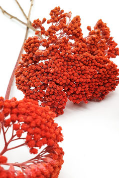 Achillea orange (3 Stiele)