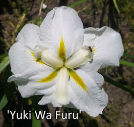 'Yuki Wa Furu'   (Tombe la Neige)