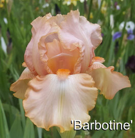 'Barbotine'