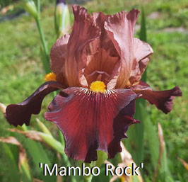 'Mambo Rock'