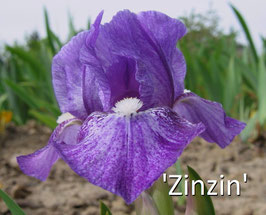 'Zinzin'