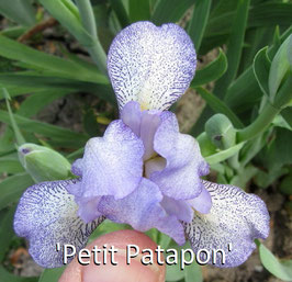 'Petit Patapon'