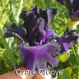 'Ozark Groove'