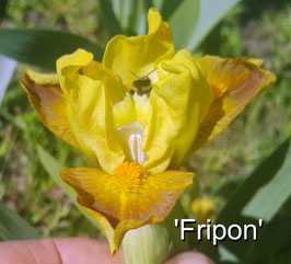 'Fripon'