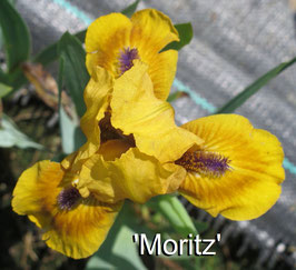 'Moritz'