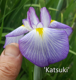 'Katsuki'  ("Beauté Victorieuse")