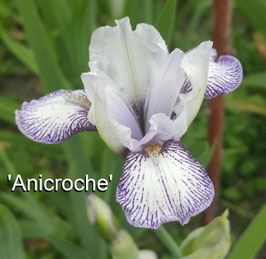 'Anicroche'