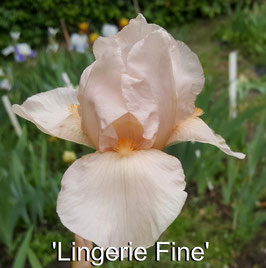 'Lingerie Fine'
