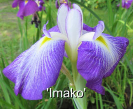 'Imako' ("Ma Fille")