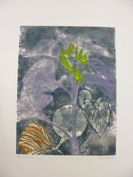 Anne Walker - helianthus