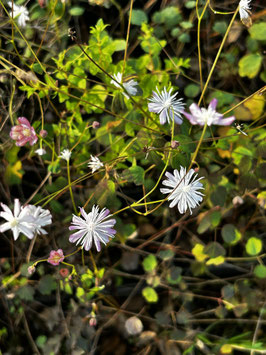 Thalictrum urbainii (Waldraute)