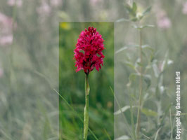 Anacamptis pyramidalis BF - Pyramiden-Hundswurz