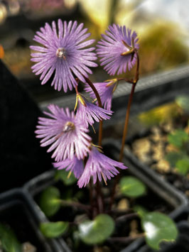 Soldanella montana / Fransenglöckchen