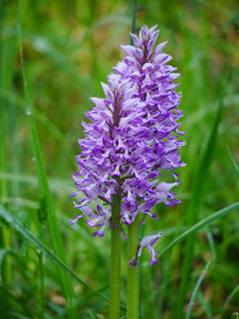 Orchis militaris / Helmknabenkraut BF