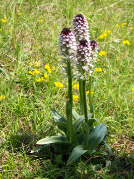 Orchis ustulata / Angebranntes Knabenkraut BF